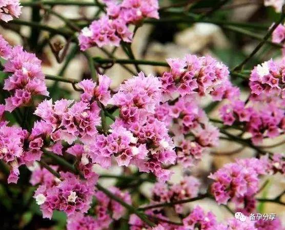 b超检查出多囊可能已经排卵了吗,b超检查多囊为什么之后又没有了