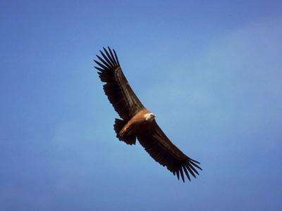 射雕英雄传郭靖实力有多强,射雕英雄传里的郭靖是怎样一个人