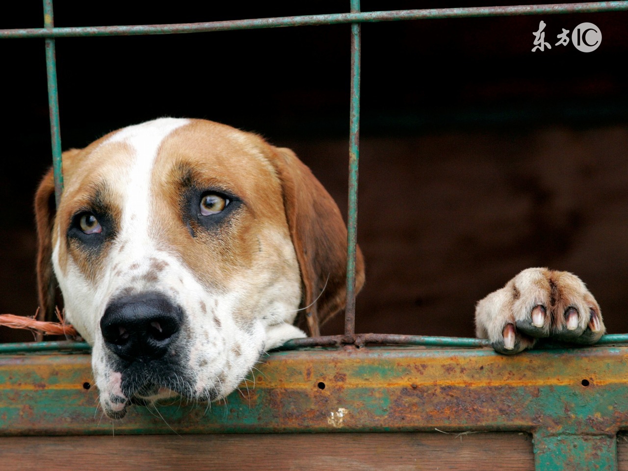 土狗报恩真实故事视频,民间故事复仇的狗