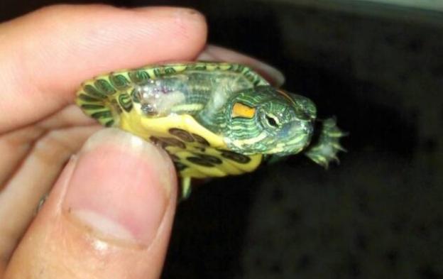 你的星座和生肖配对,你的星座和你的属相是什么