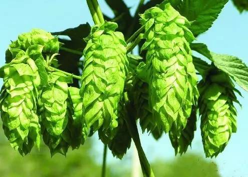 喝酒能缓解老年痴呆!别不信,科学家们说的!