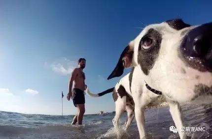 以色列宠物天堂,狗的天堂以色列