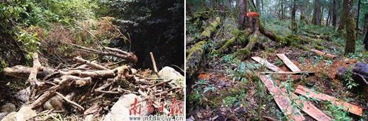 脱毒红豆杉,红豆杉解毒