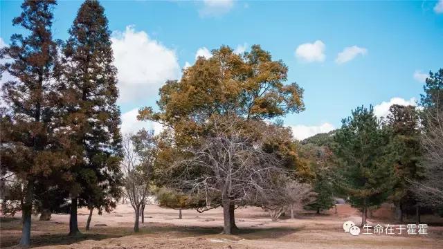 拉面 · 自动贩售机 · 雪｜云之彼岸的日本欢脱之旅