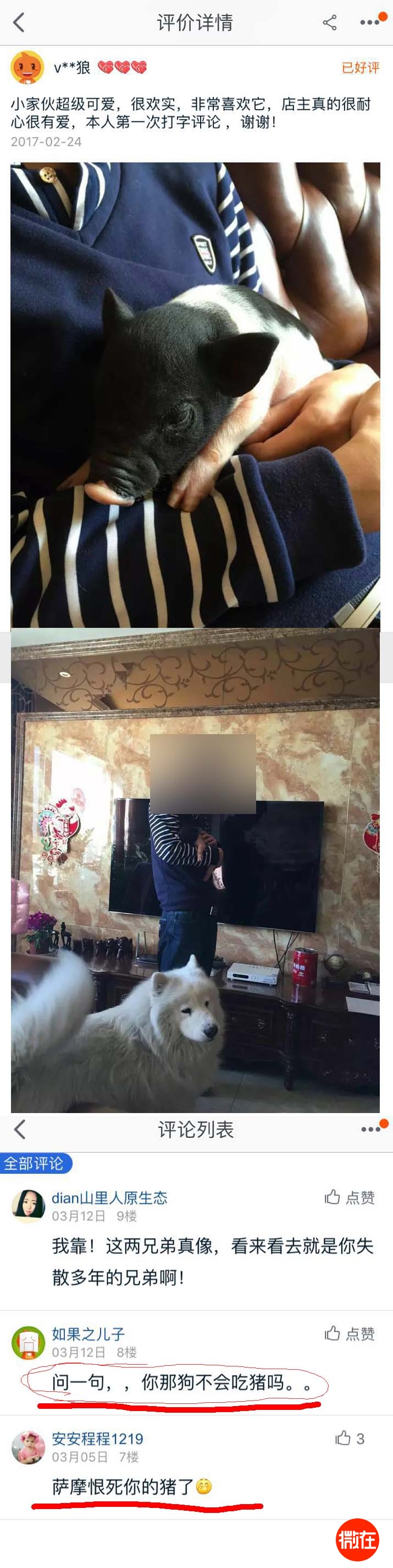 可以当宠物养的猪,猪当宠物养