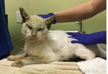 流浪盲猫被救后开始改变,它张开久闭眼睛才发现有一黄一蓝阴阳眼