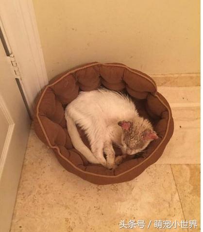 流浪盲猫被救后开始改变,它张开久闭眼睛才发现有一黄一蓝阴阳眼