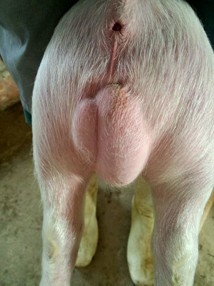 仔猪疝气怎样辨别,割仔猪疝气的正确方法