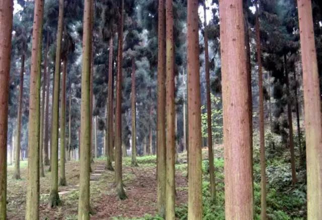 成都春季爬山踏青赏花一日游,成都周边踏青二日游自驾游