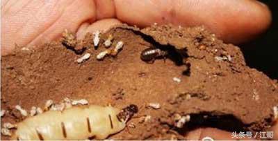 老大爷家里的“闹鬼凶手”,藏在墙壁里四十年,身材肥大