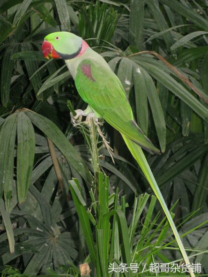 亚历山大鹦鹉的说话视频,亚历山大鹦鹉有分大小体吗
