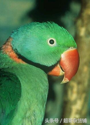 亚历山大鹦鹉的说话视频,亚历山大鹦鹉有分大小体吗