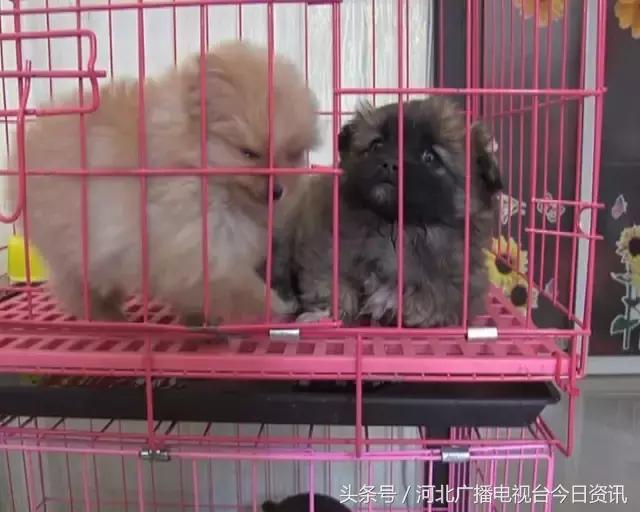 说说你网购时发生的趣事,网购的说说