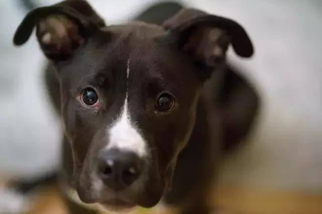 索尼fe90mmf2.8微距怎样用,索尼fe85mm1.8f镜头