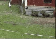 小兔砸月亮,小兔砸崽子