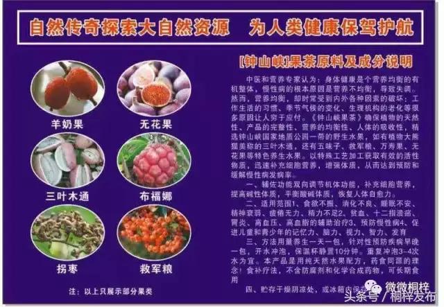 桐梓九坝红豆杉树,桐梓九坝红豆杉