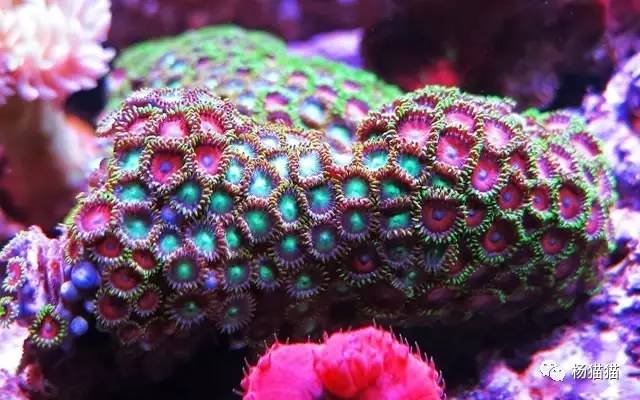 3月28日绿豹毒生日花语