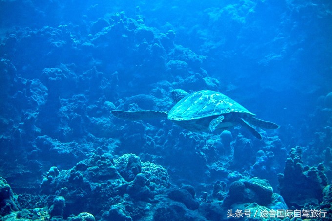 途舍：有一种蓝，叫塞班蓝-超详细攻略版本