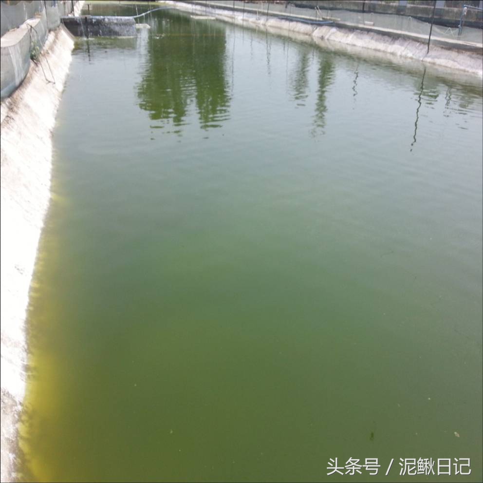 泥鳅苗什么时候投放,泥鳅苗养殖过程中需要投放什么药