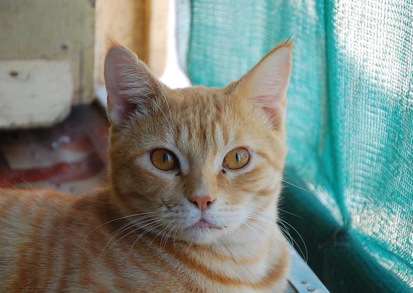 大宋的阿曼日记:中国人买三手日产达特桑280ZX