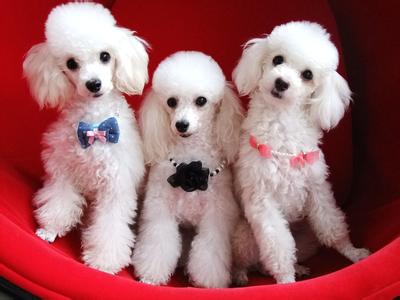 贵宾犬的欧陆式造型有几个球,贵宾犬美容造型种类有哪些