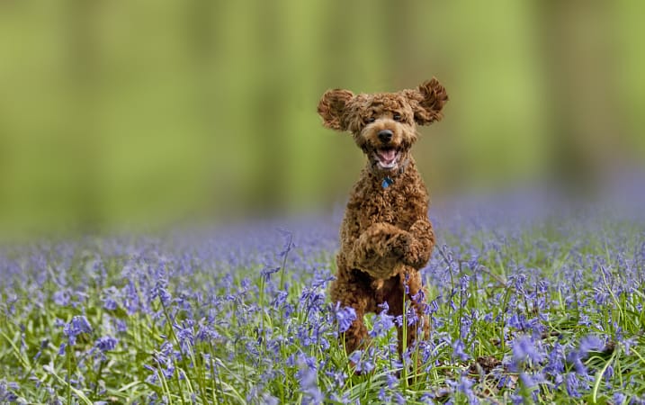 贵宾犬的欧陆式造型有几个球,贵宾犬美容造型种类有哪些