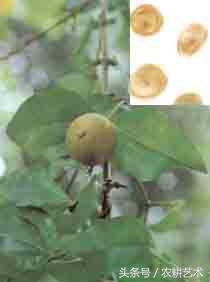 中草药图谱大全高清,中草药图片及名称