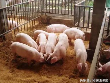 猪耳朵肿嘴巴肿是怎么回事,猪耳朵像有点肿是什么病