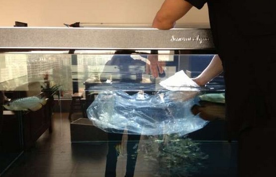 龙鱼腹鳍恢复过程,龙鱼拔鳞手术需要注意什么