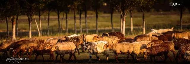 *疆新**，其实并不遥远（4）