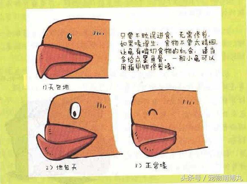 如何剪去陆龟的增生喙,陆龟嘴唇增生怎么修