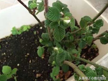 在自家阳台种草莓怎样种得更快,阳台种草莓怎样才能结果多