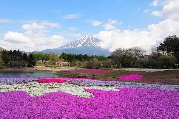 富士芝樱祭自由行热门攻略,富士山浅间神社三日游