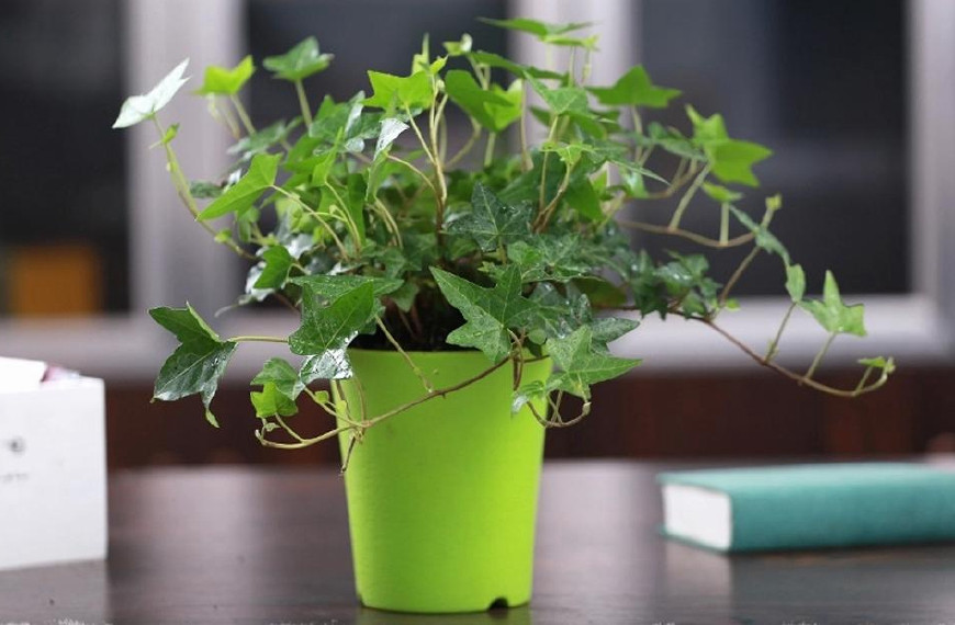 常春藤可以栽在假山上吗,心形常春藤盆栽