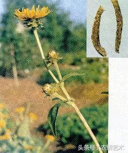 袖珍中草药彩色图谱,茎块中草药图谱大全