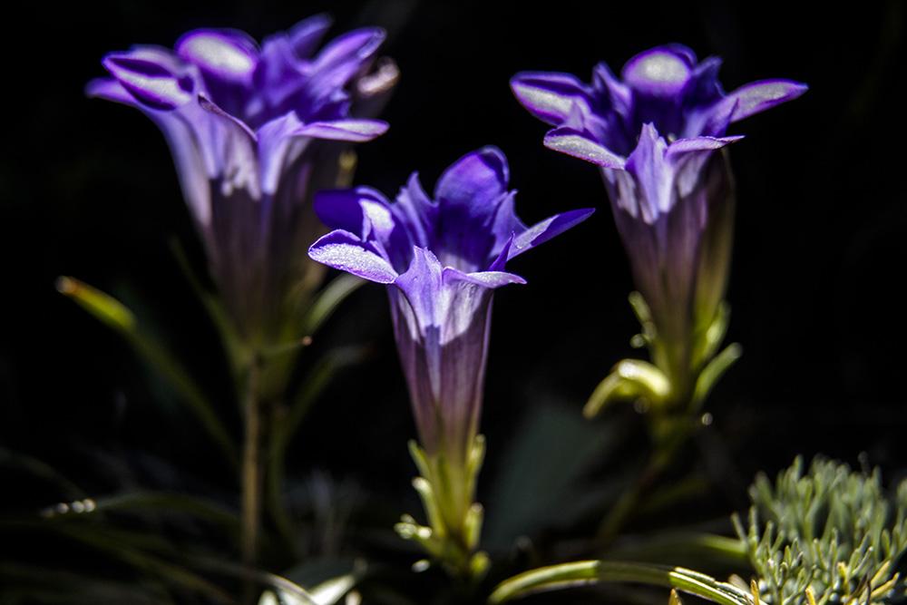 《本草》植物志之龙胆：唐朝的一场瘟疫，令它功成名就