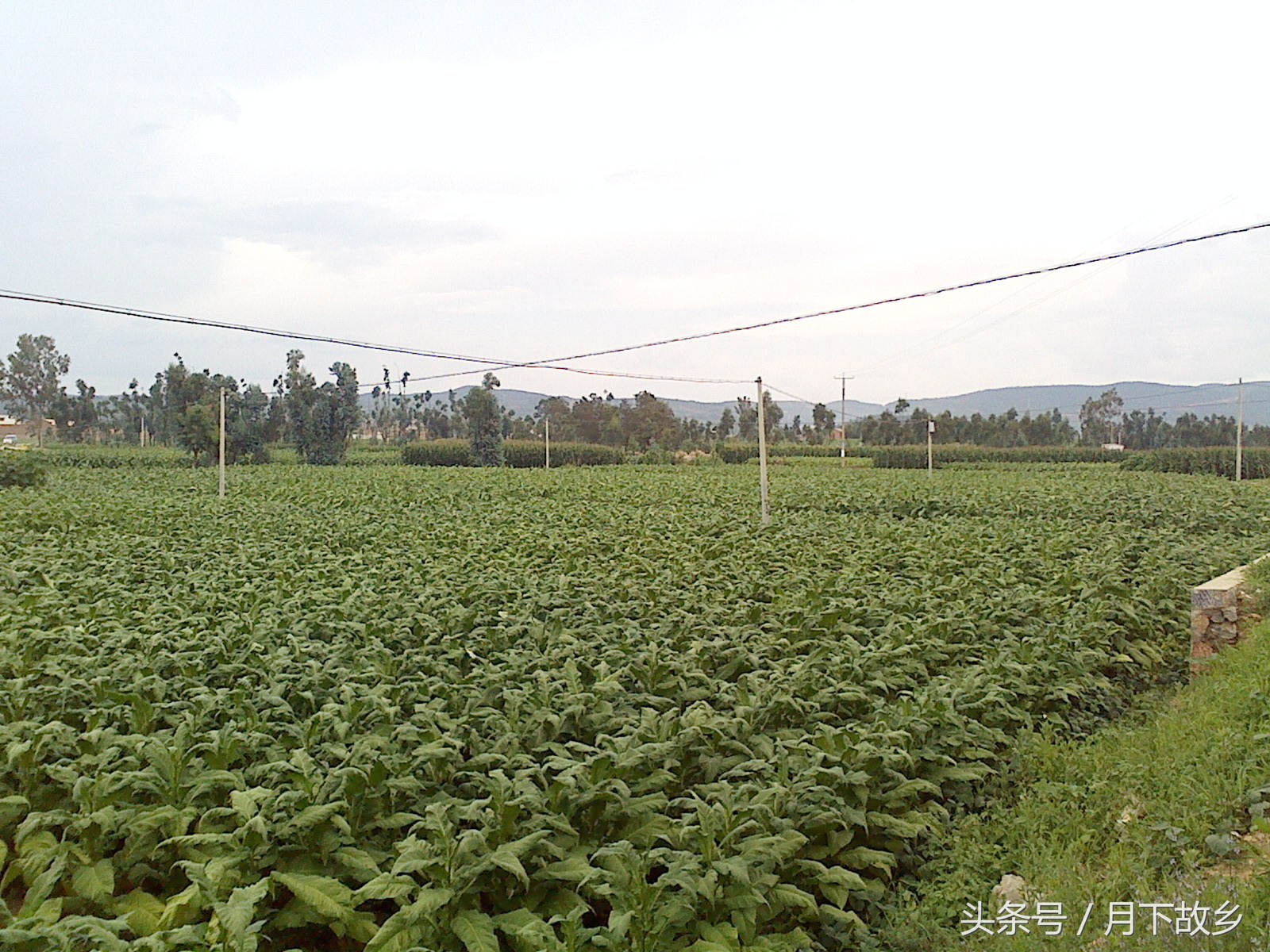 祥云县白族集中地,你所不知道的云南英文版