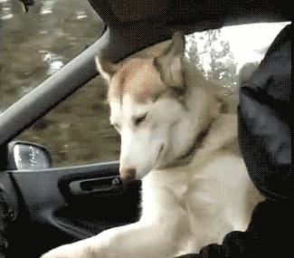 少年，像这样真的就能找到媳妇吗？我也要去买块牌子！