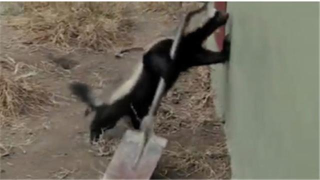 蜜獾平头哥日记,平头哥蜜獾越狱动画