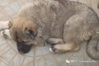 药用动物养殖品种大全,养殖高价值品种动物