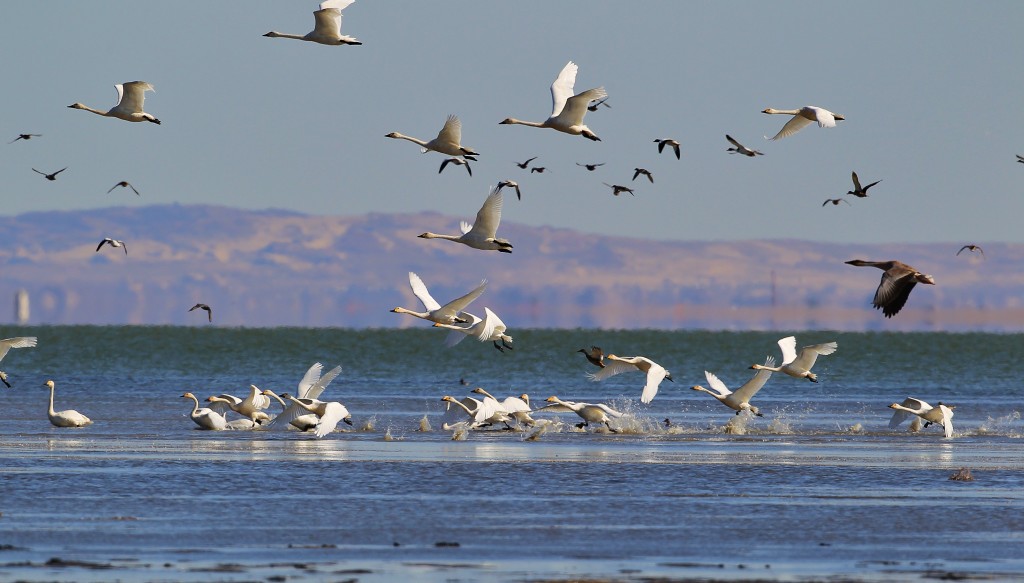 达里诺尔湖鸟类排名,鸟类的天堂达里诺尔湖