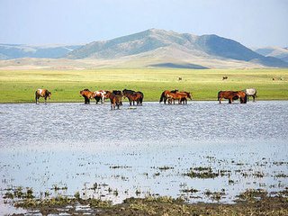 达里诺尔湖鸟类排名,鸟类的天堂达里诺尔湖