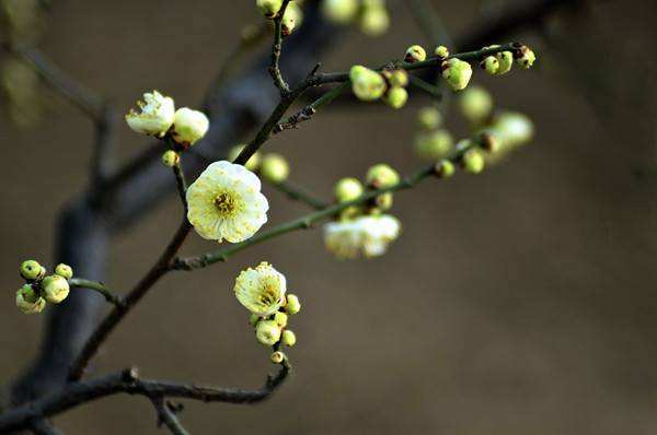 春季踏青注意事项,春季踏青安全注意事项