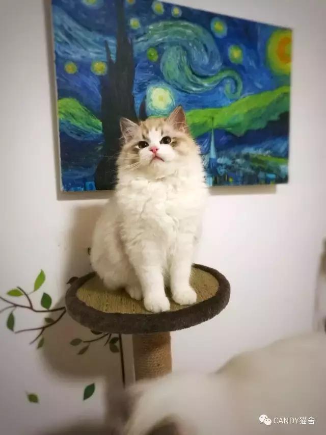 布偶幼猫毛打结了怎么办,布偶幼猫毛灰