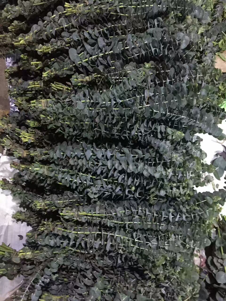 看了这些图,下次去花店你就能把花店里的花花草草叫出名字来了!