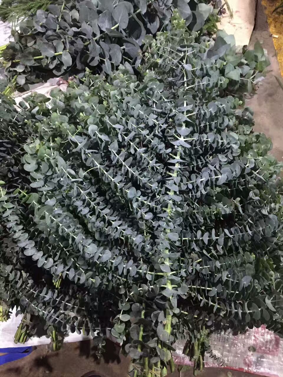 看了这些图,下次去花店你就能把花店里的花花草草叫出名字来了!