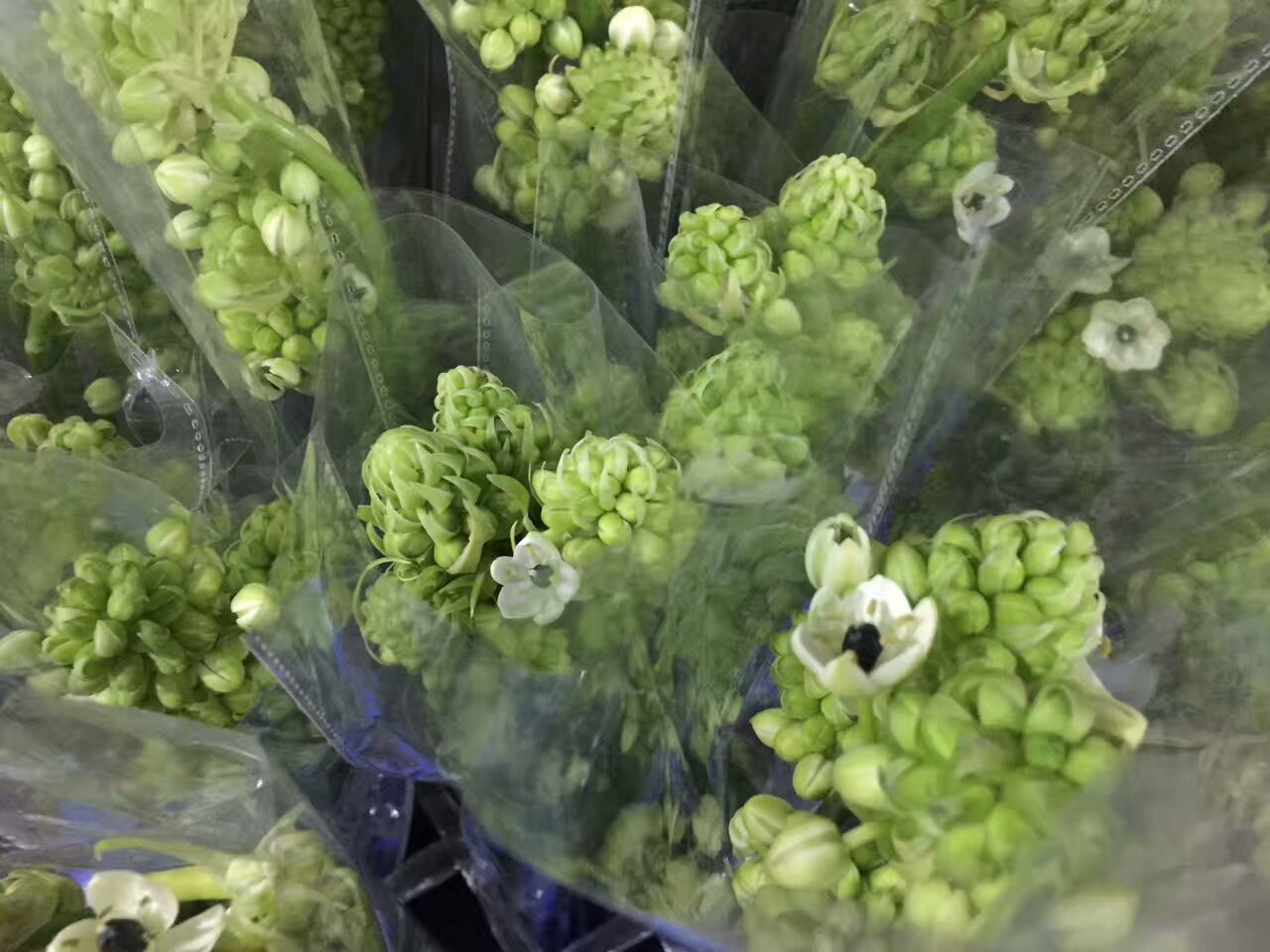 看了这些图,下次去花店你就能把花店里的花花草草叫出名字来了!