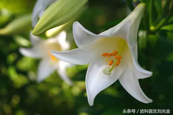 读故事,学中药——能治痨伤咳血的“大蒜头”——百合