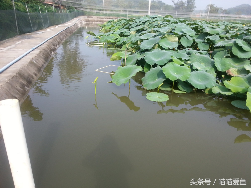 聚焦三农养殖泥鳅,泥鳅农业养殖致富项目