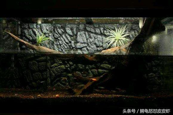 各种宠物龟饲养方法大全,宠物龟超容易养活饲养指南多图